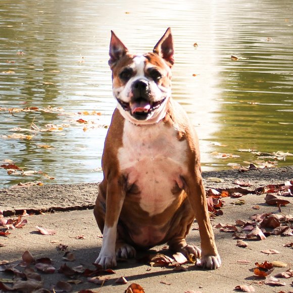 Meet your Posher, Benno - Picture 3 of 6